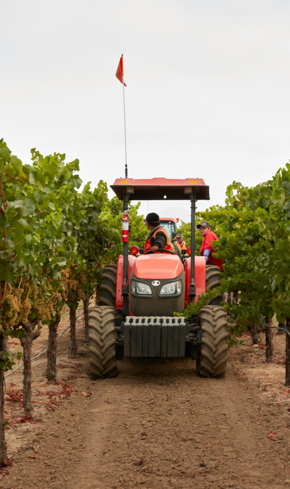 A red tractor backing up down a vineyard row.