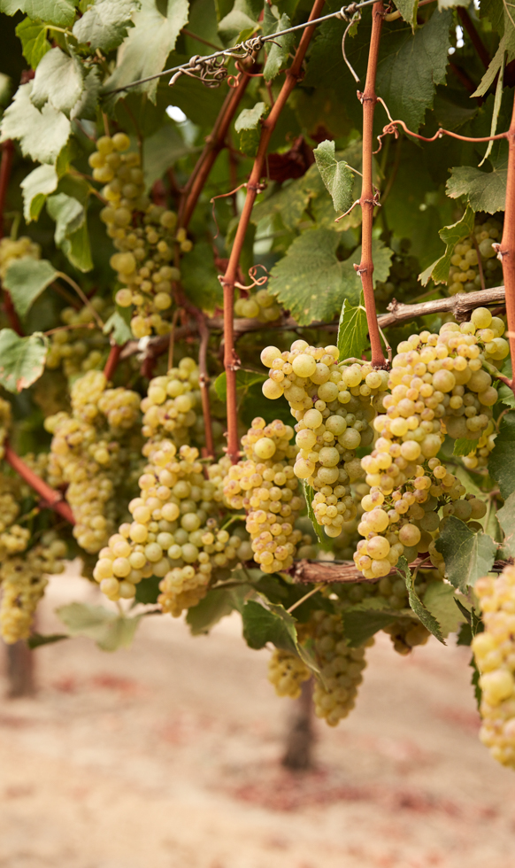 Close-up of green grape bundles hanging on the vine.