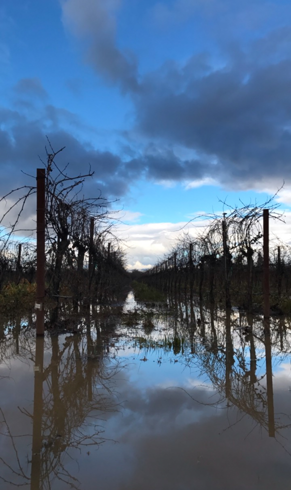 Winter vineyard flooded by rain with bright blue sky and clouds reflecting in the water.