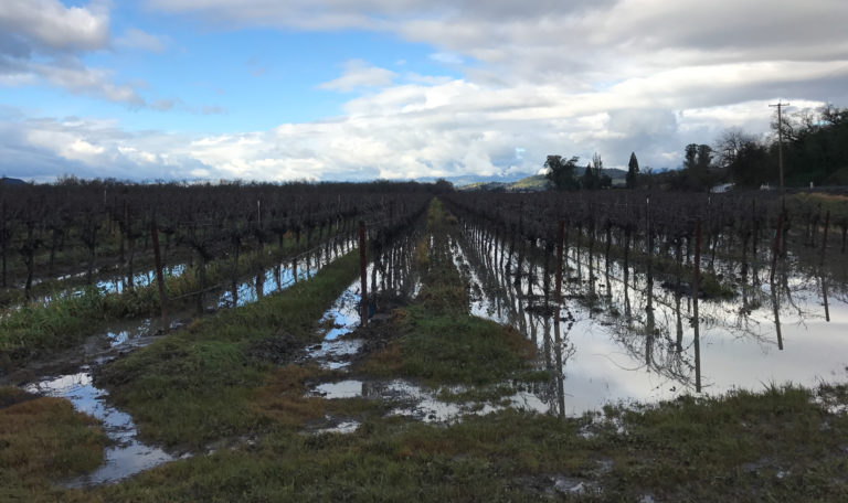 Winter vineyard flooded by rain water with patches of grass. The sky is blue with clouds.