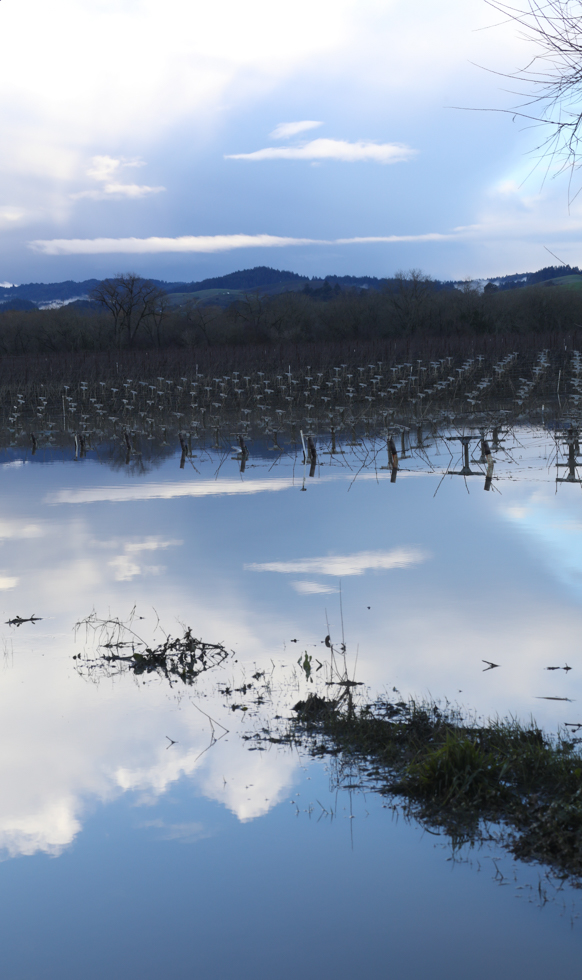 Flooded winter vineyards with reflection of white clouds in the rain water.