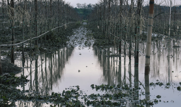 Looking down the row of a flooded winter vineyard. The water is reflecting a cloudy sky.