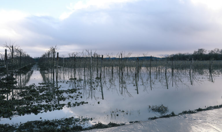 Winter vineyard flooded by rain water. The sky is all clouds.