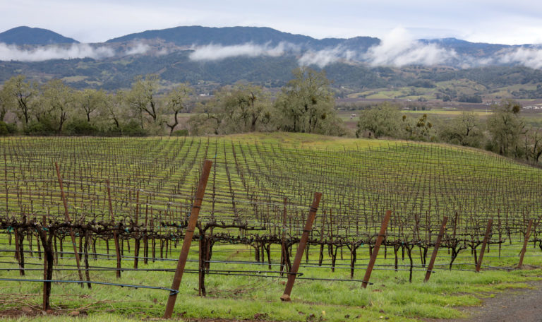 Barren vineyards in winter with green grass. In the background are a row of oak trees, clouds, and mountains.