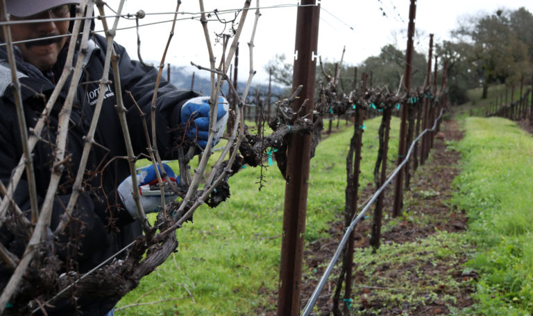 Looking down a barren vineyard row with a worker pruning on the left. He's wearing work gloves; holding a branch in his left hand as he trims with his right.