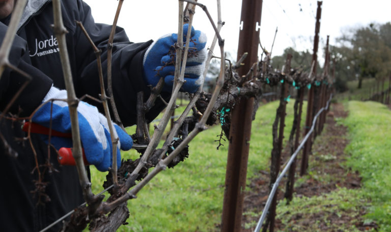 Close-up looking down a barren vineyard row as a workers' gloved hands hold and cut off a branch.