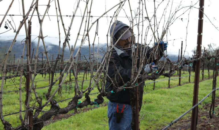 Tall, barren grapevines with a worker pruning behind.