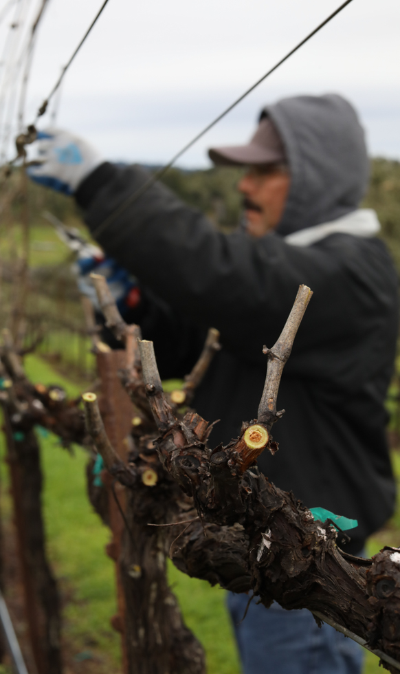 Close-up of grapevines just pruned with a vineyard worker continuing in the background.