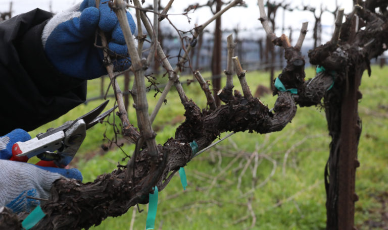Close-up of empty grapevines being pruned by gloved hands.