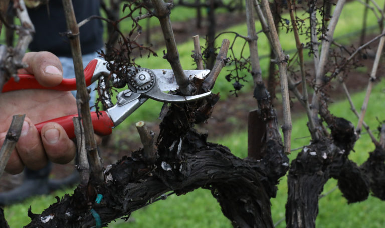 Close-up of a hand holding a red pair of shears trimming a barren grapevine.