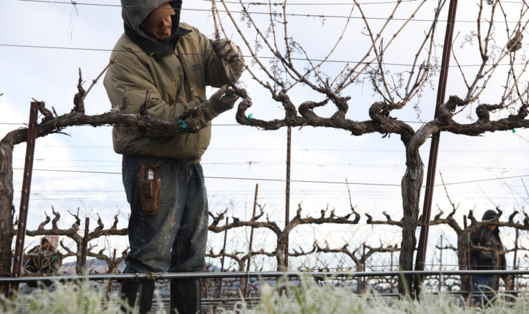 Vineyard worker pruning barren grapevine in the winter.