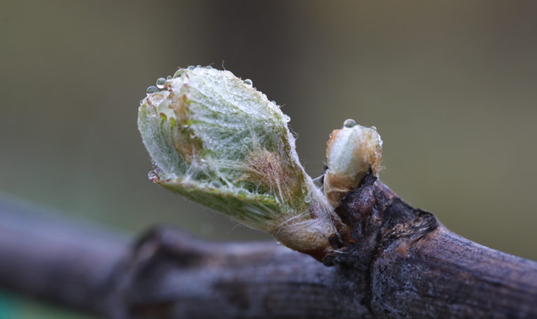 Extreme close-up of a new leaf bud with morning dew sprouting from a branch.