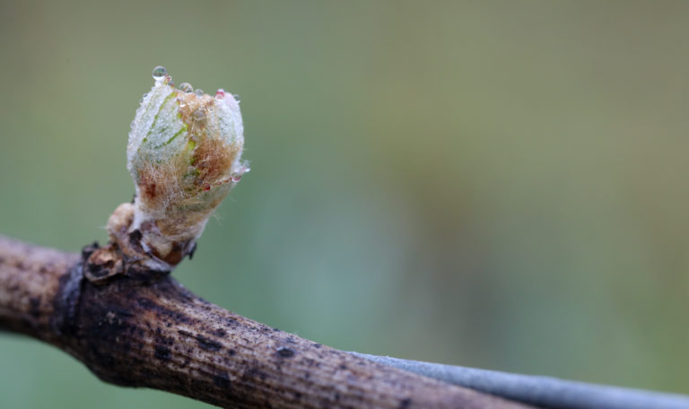 Extreme close-up of a grape bud with morning dew sprouting on a branch.