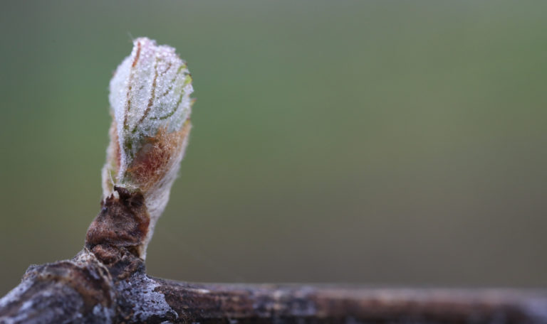 Extreme close-up of a new grape leaf bud with morning dew sprouting from a branch.