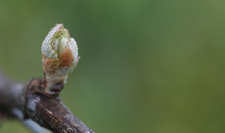 Extreme close-up of a grape bud with gentle morning dew sprouting on a branch.