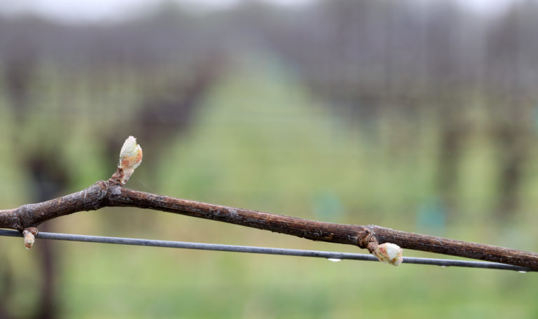 Extreme close-up of a grapevine with 3 newly budding grape leaves.