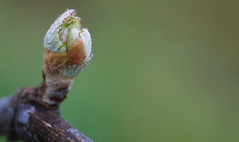 Extreme close-up of a new grape leaf bud with morning dew sprouting from a branch.