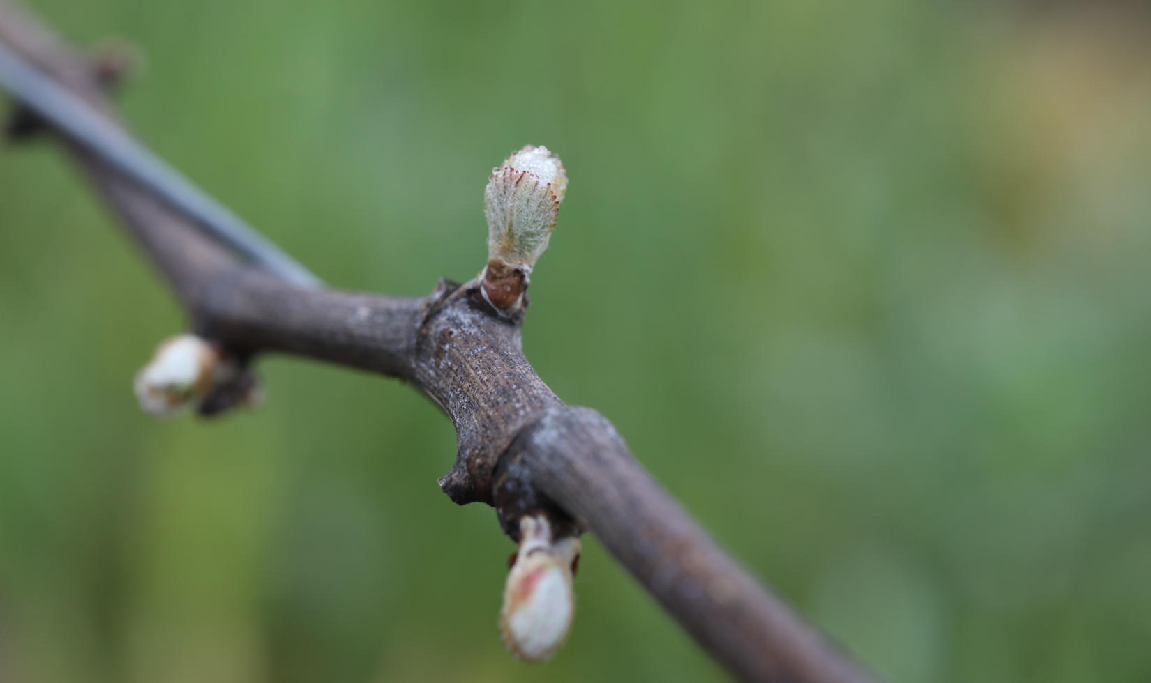 Extreme close-up of a grapevine coming towards the camera with 3 newly budding grape leaves.