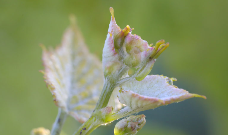 Extreme close-up of new green grapes sprouting from the middle of fresh leaves.