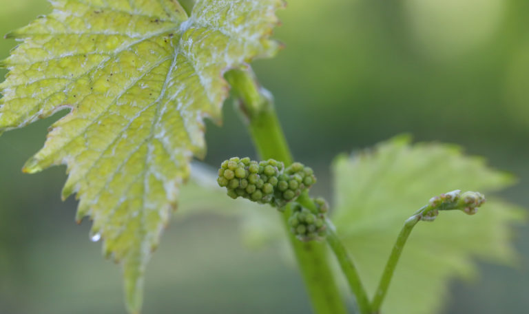 Freshly sprouted green grape bundles under a leaf.