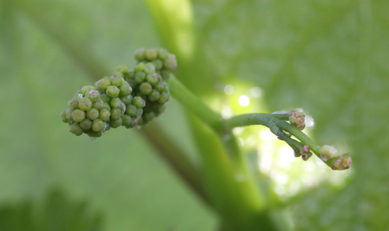 Extreme close-up aerial view of 2 very young clusters of grapes. The left bundle is packed of buds while the right is still growing.