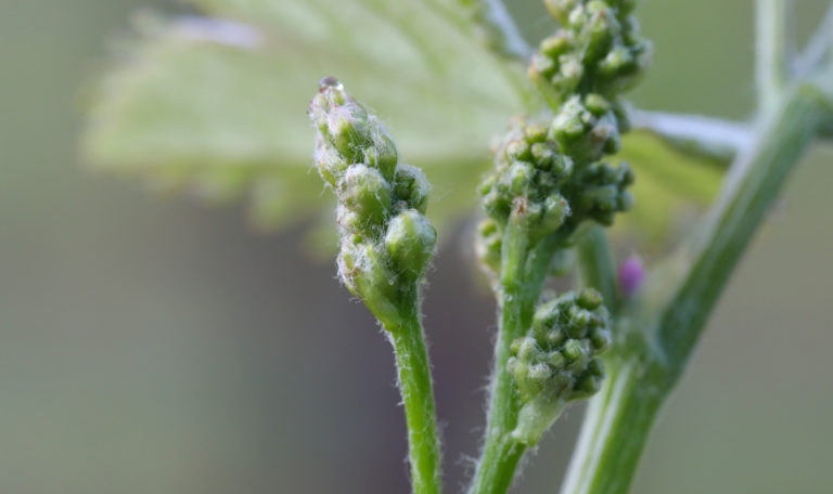 Extreme close-up of 3 small newly budding grape clusters.