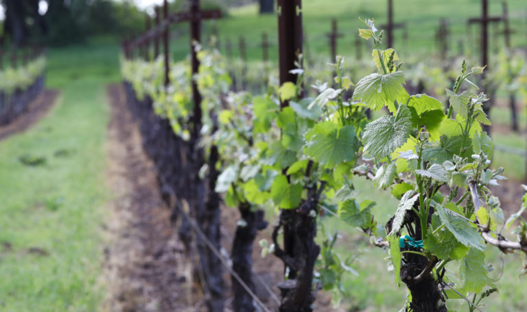 Looking down an angled row of grapevines with vibrant young leaves.