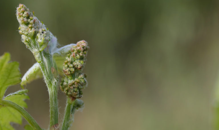 Close-up of 2 newly budding grape bundles.