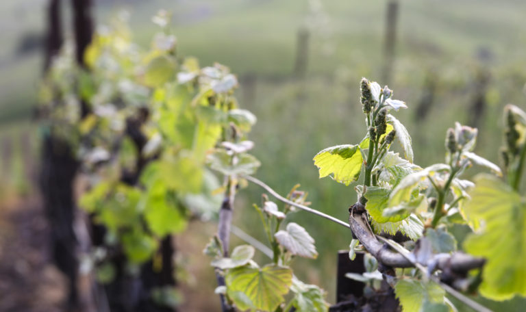 Looking down the top of an angled grapevine row with vibrant young clusters and leaves.