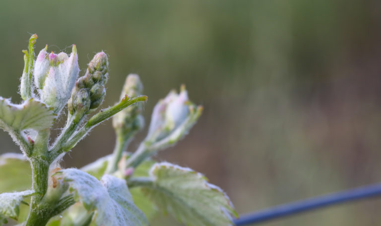 Extreme close-up of a sprouting grape cluster and leaves.