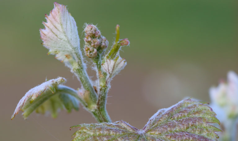 Extreme close-up of a small green cluster of grapes and leaves. Their tips have a maroon tinge.