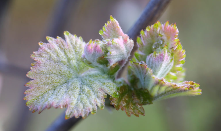 Extreme close-up aerial view of sprouting grape leaves. Their tips have a red tinge and morning dew.