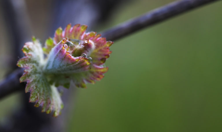 Extreme close-up aerial view of sprouting grape leaves. Their tips have a strong red tinge and morning dew.