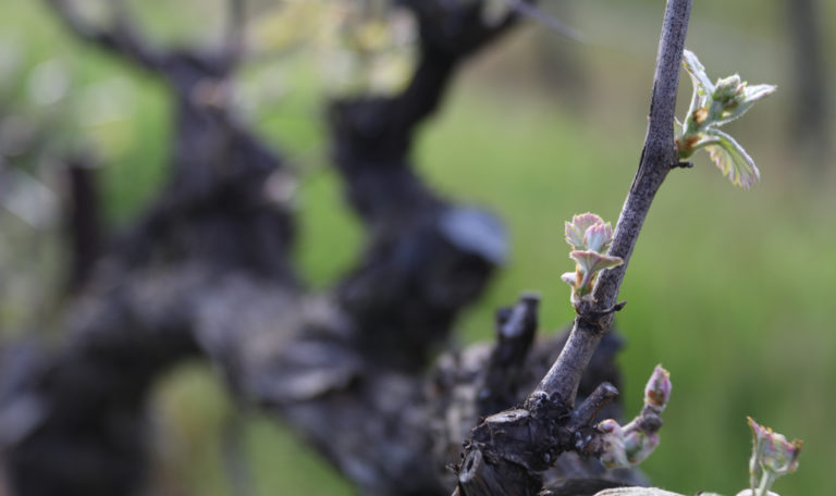 Looking down the dark cordon of a grapevine as a branch with new leaves sprouts up to the right.