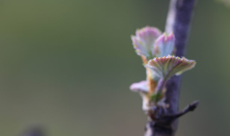 Extreme close-up of tiny grape leaves sprouting on a branch on the right.