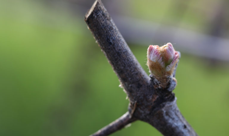 Extreme close-up of a tiny grape bud on the end of a branch.