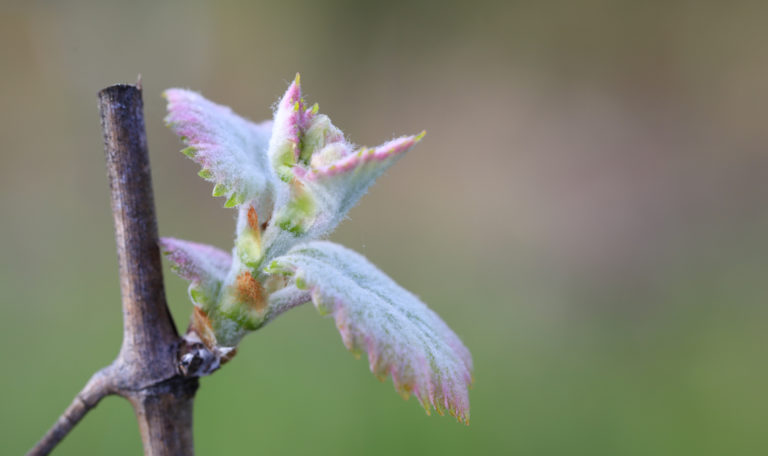 Extreme close-up of grape leaves sprouting from a branch on the left. They're green with red tips and have a soft layer of white fuzz.