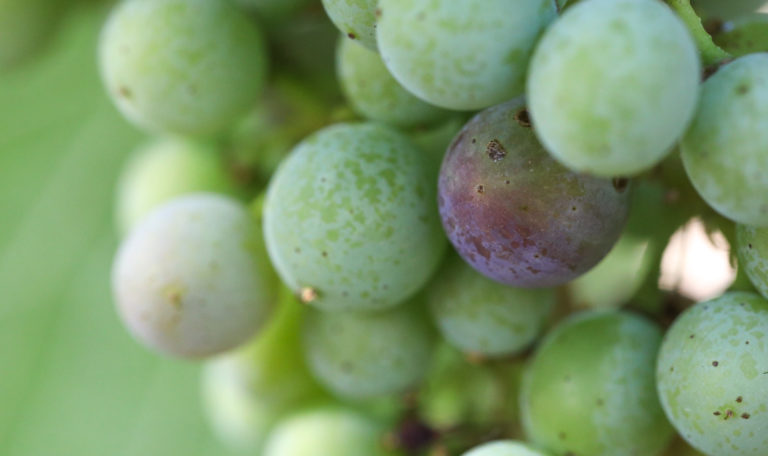 Extreme close-up of shades of green, red, and purple grapes on a cluster.