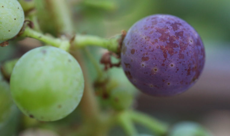 Extreme close-up of 2 grapes on a cluster. The left grape is green while the right is a vibrant reddish purple.