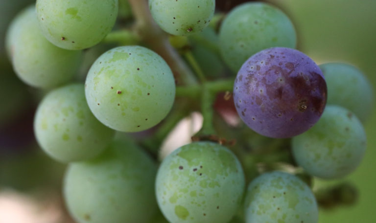 Extreme close-up of a green cluster of grapes with 1 single purple grape on the right.