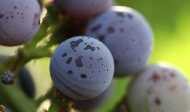 Extreme close-up of a purple grape on a cluster.