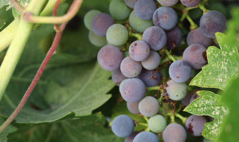 Close-up of a cluster of purple and green grapes peaking through leaves.