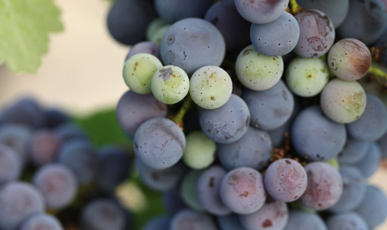 Extreme close-up of purple and green grapes on a bundle.