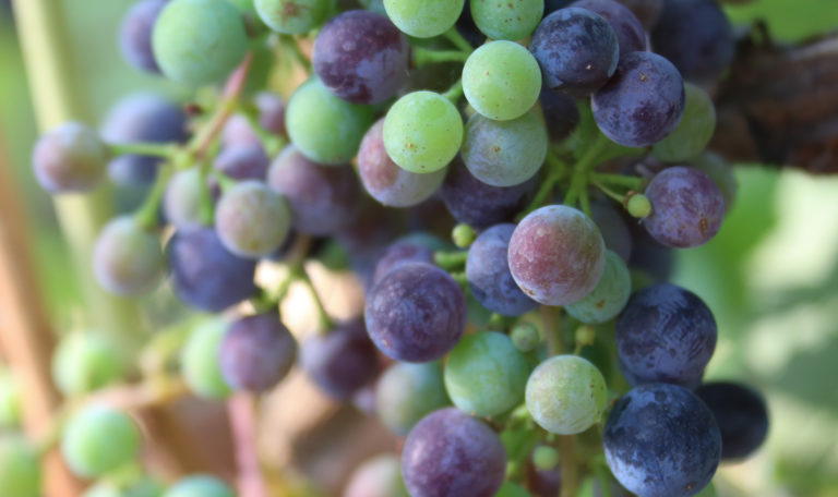 Extreme close-up of shades of green, red, and purple grapes on 2 clusters.