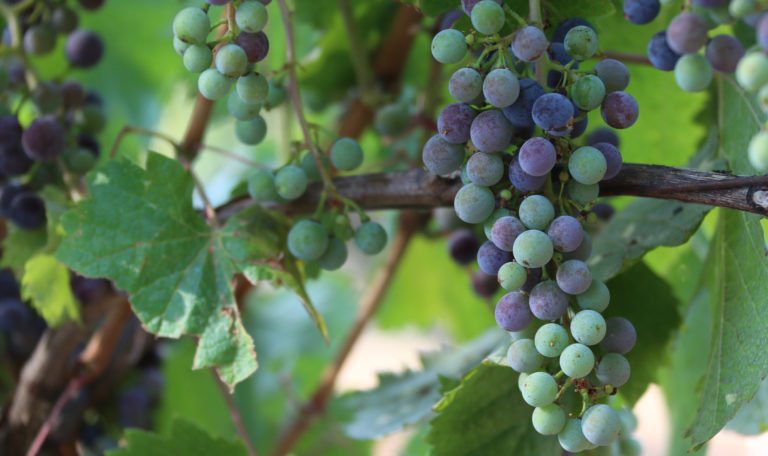 Close-up of purple, red, and green grapes on clusters hanging from a vine.