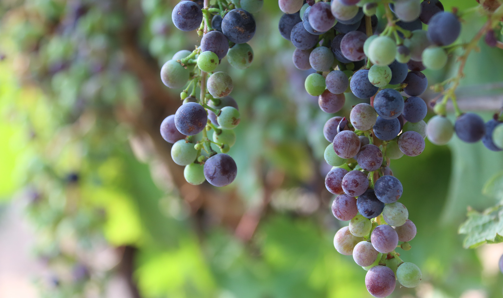 Extreme close-up of shades of green, red, and purple grapes on 2 clusters.