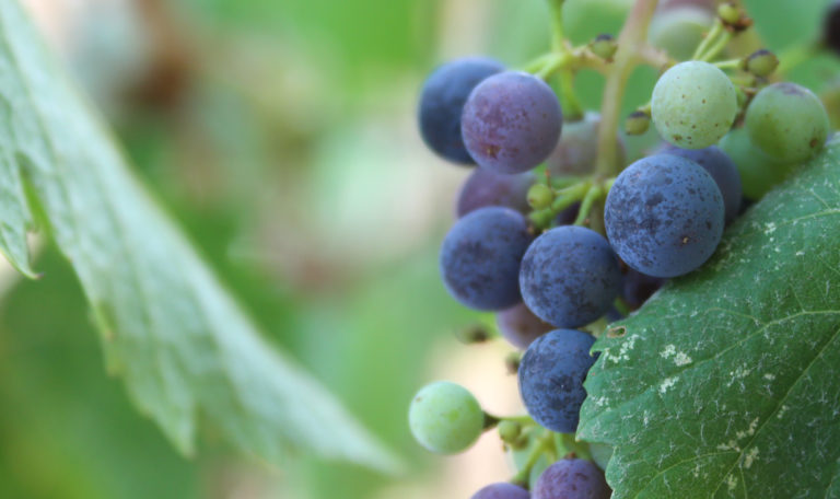 Extreme close-up of purple, red, and green grapes on a bundle resting on a leaf.