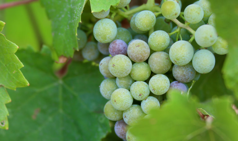 Close-up of a bundle of green grapes peaking through leaves.