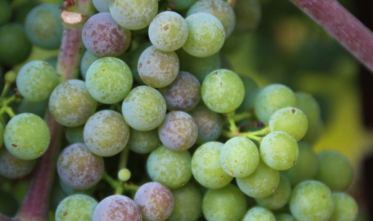 Extreme close-up of green, red, and purple grapes in a cluster.