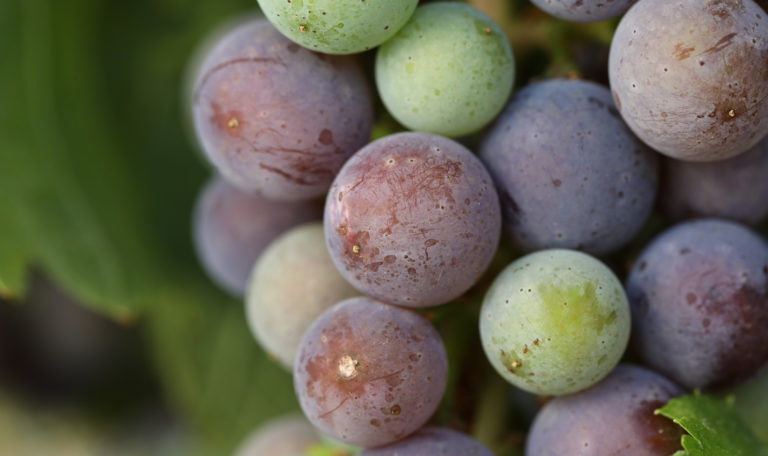 Extreme close-up of purple, red, and green grapes in a cluster.